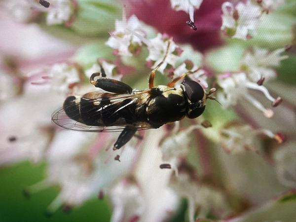 Menuetzweefvlieg (Syritta pipiens)